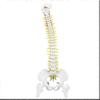 biological model 45cm anatomical flexible human spine vertebral lumbar curve model anatomy spine medical teaching aid