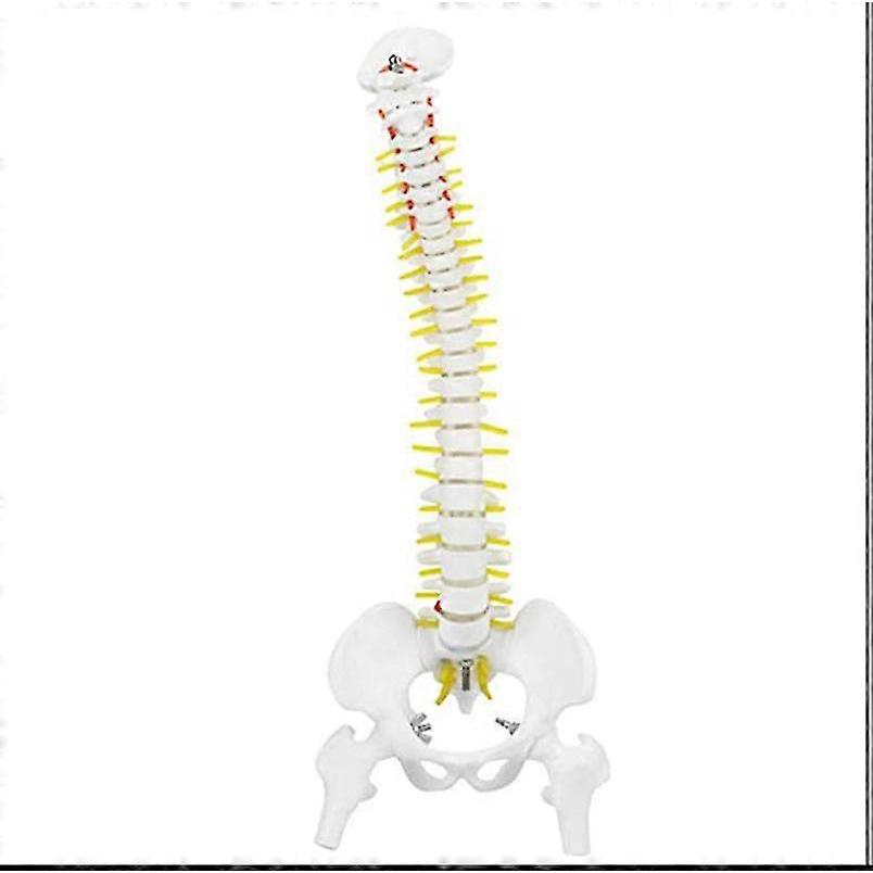 biological model 45cm anatomical flexible human spine vertebral lumbar curve model anatomy spine medical teaching aid