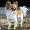 4 Pcs Dog Shoes Breathable Mesh Dog Boots for Summer Hot Pavement Anti-Slip Sole Paw Protector for Small Medium And Large Dogs