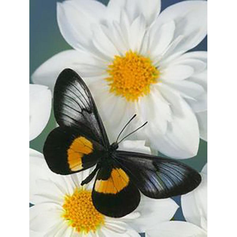 DIY Butterfly 5D Diamond Painting Full Round Drill Cross Ctitch Kits Animal Diamond Embroidery Mosaic Gift Wall Art Home Decor