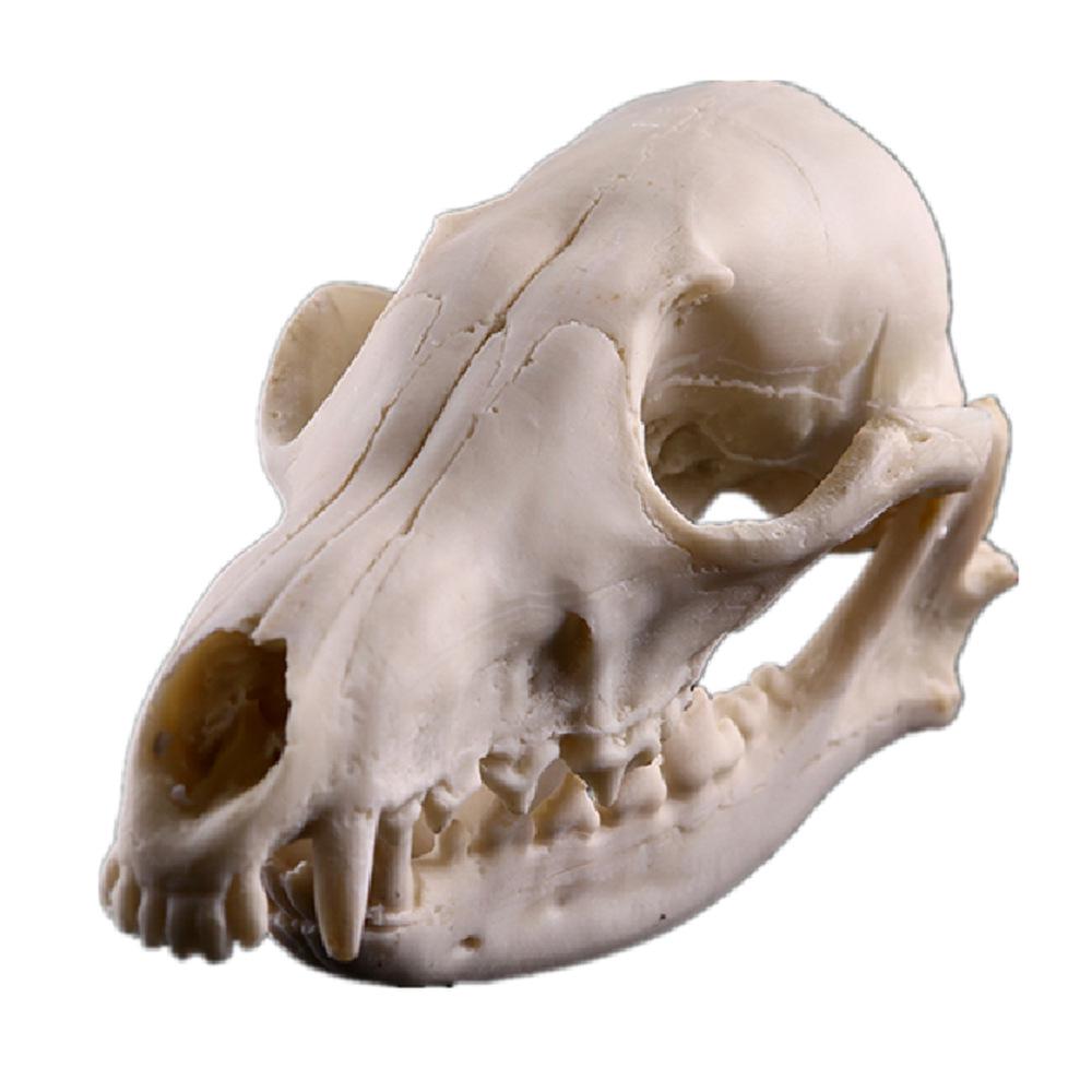 Resin Fox Skull Model for Science Education & Halloween Props