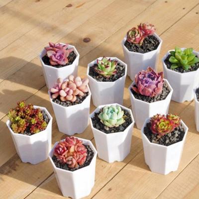 5Pcs Succulent Plant Pot Ceramic Octagonal Small Resin Flower Pot