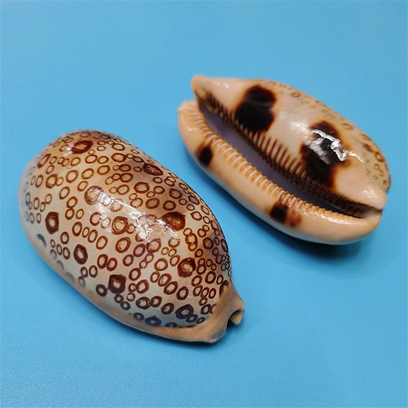 Vzácný přírodní exemplář mušle kauri pro akvárium nebo středomořskou domácí dekoraci