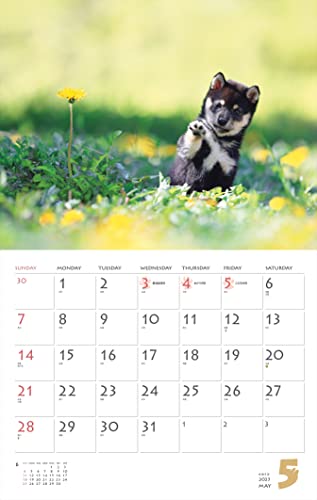 Calendar 2023 Shiba Inu (Month Flip/wall Hanging) (Yamakei Calendar 2023)