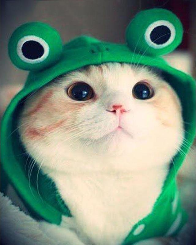 Full Square Drill Diamond Painting Cat Girl Diamond Embroidery Animal Mosaic Art Rhinestone Home Decoration