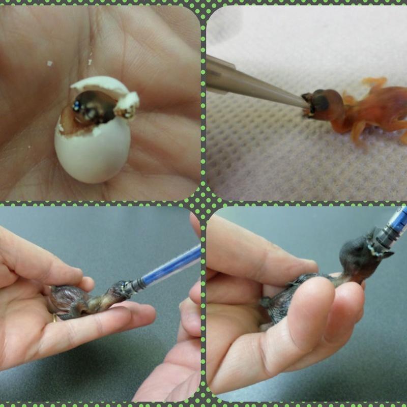 1 ks Mláďata Ptáčata Univerzální krmná stříkačka Holub Andulka Papoušek Ruční odchov Krmná sada Jehly na plodiny Přesné 5ML/10ML/20ML