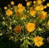 Solar LED Lights Gardenias Flower Lawn Lamp IP65 Outdoor Waterproof for Yard Patio Courtyard Garden Ambience Ornamental Light