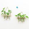 Glass Hanging Planter Terrarium Hydroponics Wood Plants Test Hook Tube