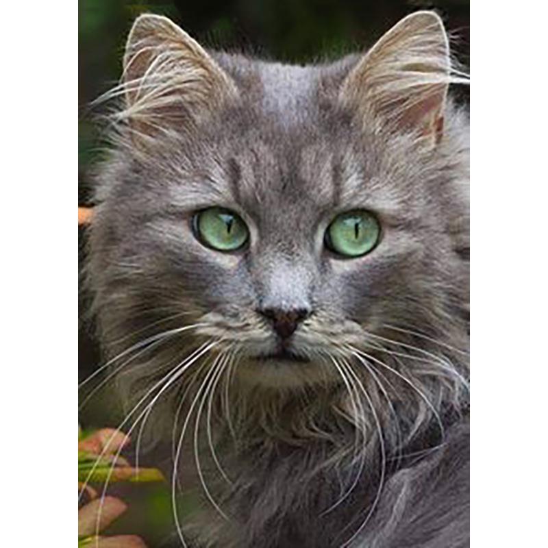 DIY Cat 5D Diamantmålning Korsstygn Handarbete Full Rund Borr Harts Mosaik Diamantbroderi Heminredning Väggkonst Present