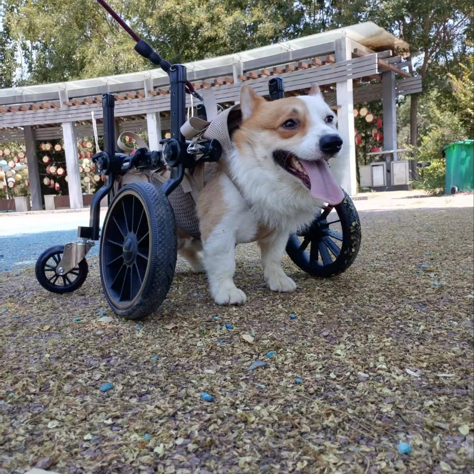 Four-Leg Support Dog Wheelchair for Rehabilitation and Mobility - Medium & Large Dogs
