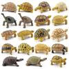 Turtle Cognitive Toys Adorable Delicate Plastic Galapagos Tortoise Decoration Model for Kids