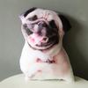 Biegsames Kissen mit Hundeaufdruck, weiches und bequemes Spielzeugkissen mit 3D-Augen, Geschenk für Freundin, Wohnaccessoires