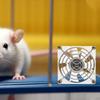 Ventilador de Resfriamento para Hamster de Baixo Ruído Mini Ventilador de Resfriamento Leve Ventilador de Resfriamento para Gaiola de Pet Gaiola de Porquinho-da-Índia