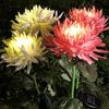 Solar Chrysanthemum Garden Lights Decorative Landscape Lighting Outdoor for Pathway,Garden, Patio, Yard, Walkway,Garden, Flowerbed, Fence