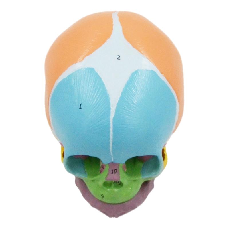 Modello Cranio Testa Bambino Anatomico Codificato per Numero Ausili Didattici per lo Studio delle Malattie