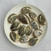 3Pcs, Natural Shell Zinc Alloy Pendant, Marine Style Irregular Charms for DIY Necklace Bracelet Anklet Accessories, Jewelry Making, Home Decor