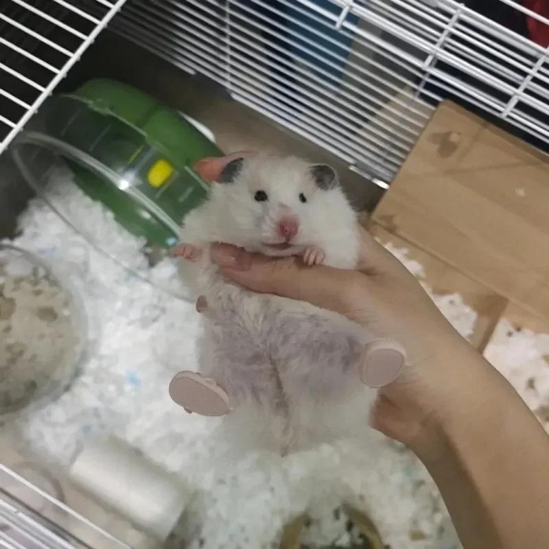 Křeččí boty Zlatý medvěd Pantofle Roztomilý Žralok Tuleň Cosplay Oblek Oblečení pro Malé Mazlíčky Kostým Morčata Doplňky Dekorace pro Mazlíčky