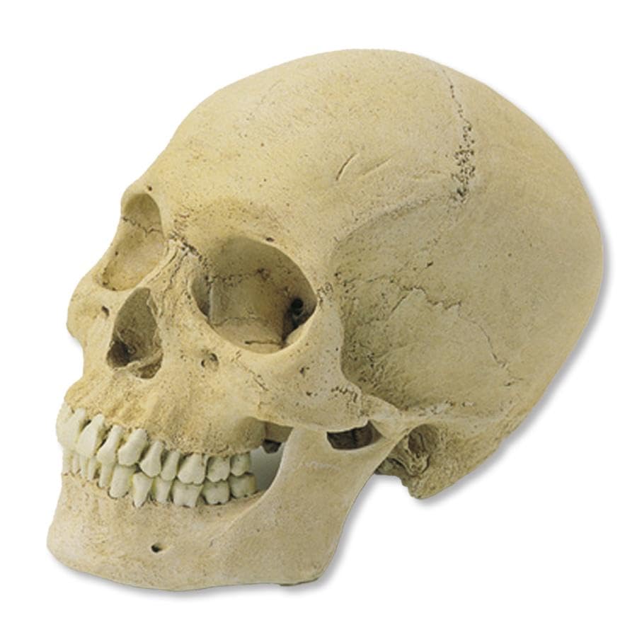 

Holbein Skull Model Skull 345141 SR-1 (Male)