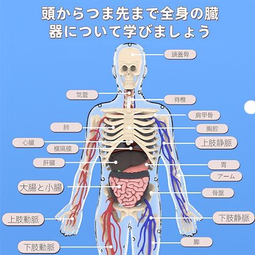UKYCEORA Full Body Blood Vessel Model, Human Anatomy Model, Educational Skeleton Model, 32cm, Detachable Parts, Full Body Transparent, Educational Toy