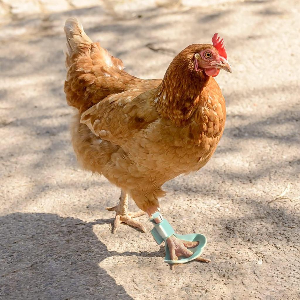2 Pack Chicken Protective Shoes for Silkie Leghorn Hen Small Booster Regular Hen Feet Paws Bumblefoot