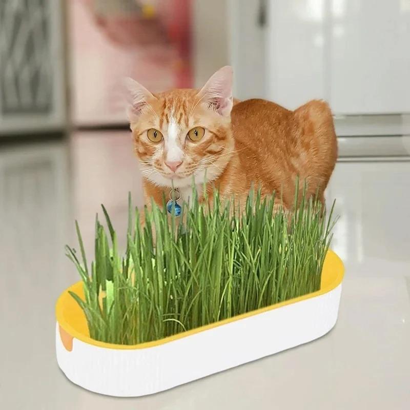 Hydroponic Cat Grass Pot Kitten Treats  Natural Catnip Bowl Soilless Planting Cat Grass Box Indoor Easy Growth Cat Accessories