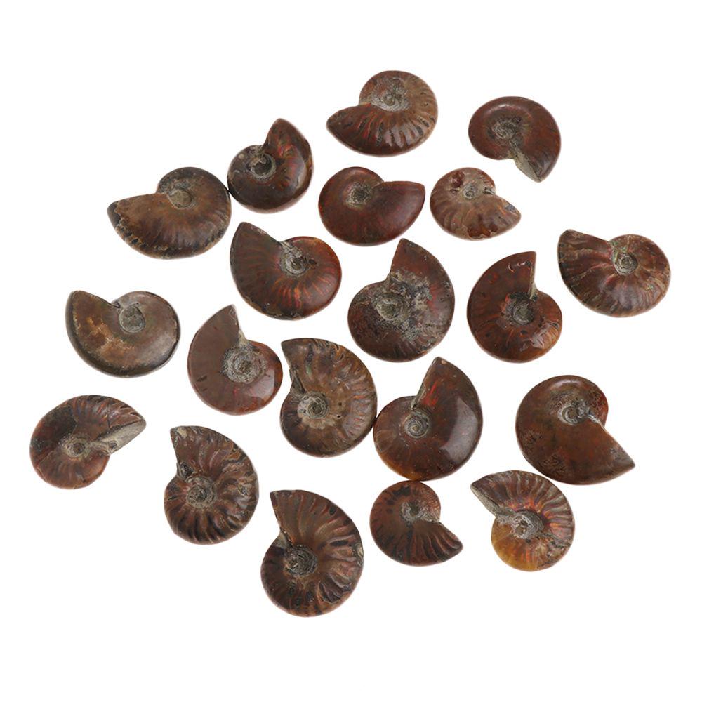 Kristall Edelstein Exemplar Fossil Natürlich schillernder Ammonit Ammolith Facettiert Madagaskar Stein