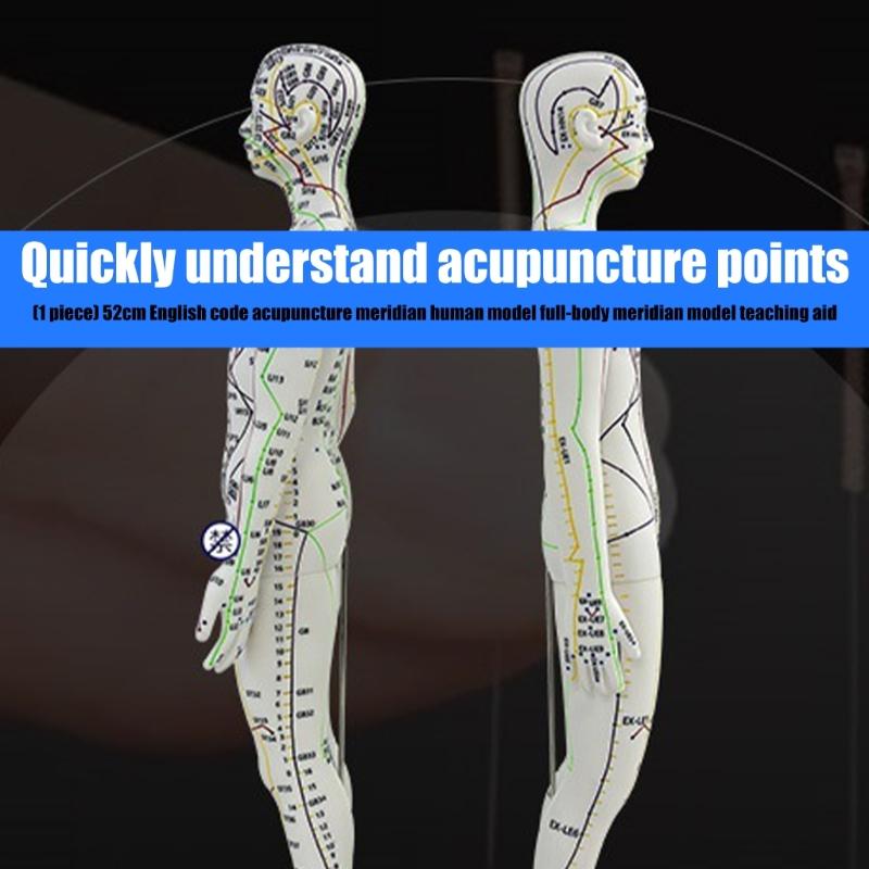 Human Acupuncture Model with Meridian Points Male Acupuncture Model Female Acupuncture Model with Numbered Chinese Point