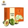 Premium Mexikanische Avocados