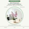 Multicolor Simulation Cymbidium Bonsai With Flowerpot Simulated Orchid Plant  Indoor Outdoor