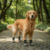 4 Pieces/set Wear Resistant Pet Knitted Socks Paw Pattern Dog Shoes Socks  Floor Protection