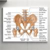 Affiche Anatomie du Bassin Humain Schéma Détaillé de la Structure de l'Articulation de la Hanche Impressions de Graphiques Médicaux Art Mural Éducatif Peinture sur Toile