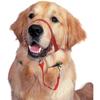 Cães – Colares e correias para cães
