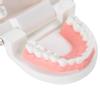 Dental Denture Model 28Pcs Standard Adult Teeth Model Medical Teaching Tool