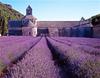 RUOPOTY Painting By Number Lavender Landscape Handpainted Unique Gift Picture Coloring By Numbers Balloon Children's Room Decor