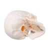 Skull Display Model 1Celsius2 Human Skull Model Teaching Educational Tool for Students Artists
