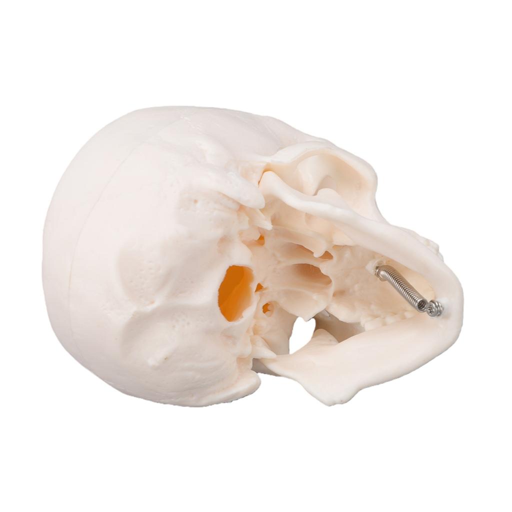 Skull Display Model 1Celsius2 Human Skull Model Teaching Educational Tool for Students Artists