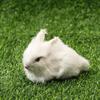 Mini Lifelike Animal Desktop Furnishings Simulation Easter Rabbits Rabbit Model Plush Toys