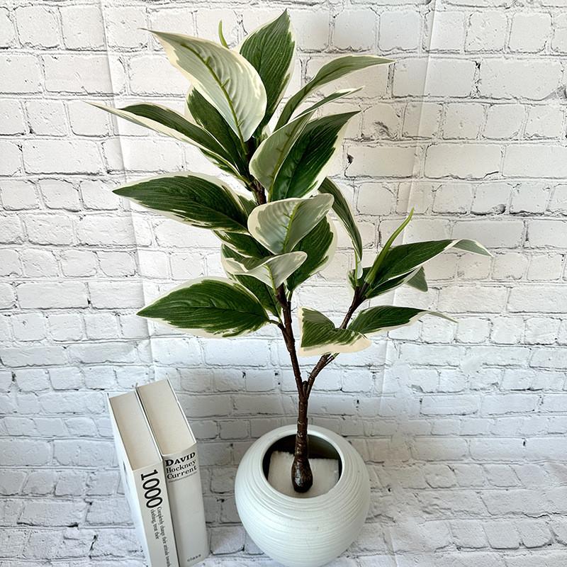 Grüne Topfpflanze Bonsai mit weißen Rändern für Heimdekoration und Foto-Requisiten