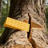 Tree Felling Wedges For Chainsaw Wood Cutting 5.5in/8in/10in Outdoor Forestry Tool For Professional Loggers Arborists