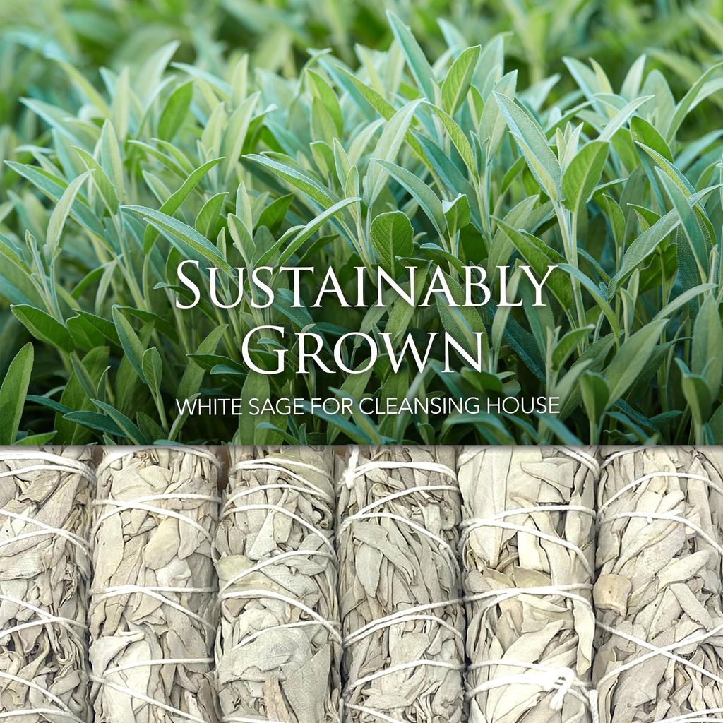Age of Sage Weißer Salbei Räuchersticks - 10 cm lang, Packung mit 12 Stück - Kalifornischer Weißer Salbei Räucherwerk zum Reinigen von Haus & Geist