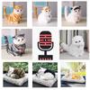 Compagno Perfetto Per Gli Anziani Gatti di Peluche Realistici Per Comfort e Compagnia