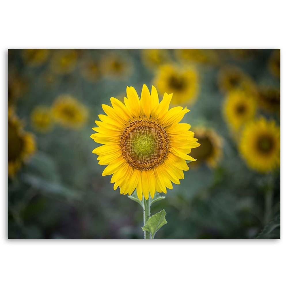 Canvas Print Sunflowers Nature Flowers