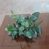 1Pc Artificial Plant Greenery Leaf DIY Garden Stage Party Wedding Festival Decor