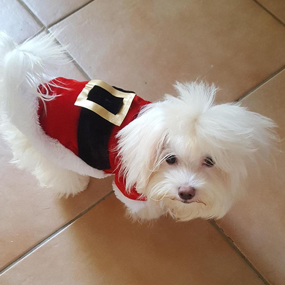Cappotto Costume Babbo Natale Per Cani Cappottino Vestiti Babbo Natale Cani  Cane Vestitini Di Natale, image size:1000x1000