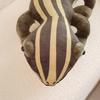 Non-Toxic Real Like Lizard & Chameleon Plush Toys Children Creative Simulation Animal Reptile Stuffed Pillow Gifts