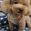 Pet Collar Candy Colors Decor Accessory Multi-color Fashion Dogs Faux Pearls Necklace Loop Photography Props