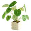 Realistic Simulation Green Plant Bonsai Elegant False Tropical Plants  Home Garden