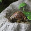 Mikrolandskabs Skildpaddefigurer Vandtætte Harpiks Miniaturpynt Realistisk Skildpaddestatue til Akvarier Potteplanter Mosser Haver