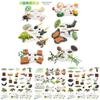 Engaging 25 Piece Insect Life Cycle Card Set With Stunning Realistic Pvc Insect Figures