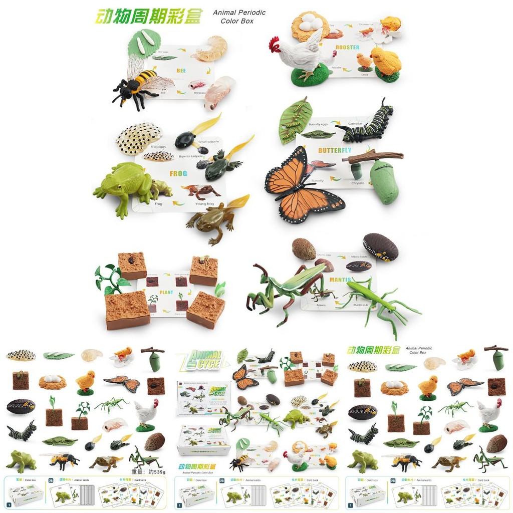 Engaging 25 Piece Insect Life Cycle Card Set With Stunning Realistic Pvc Insect Figures
